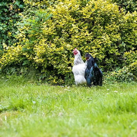 Gaestehaus Ziegler *