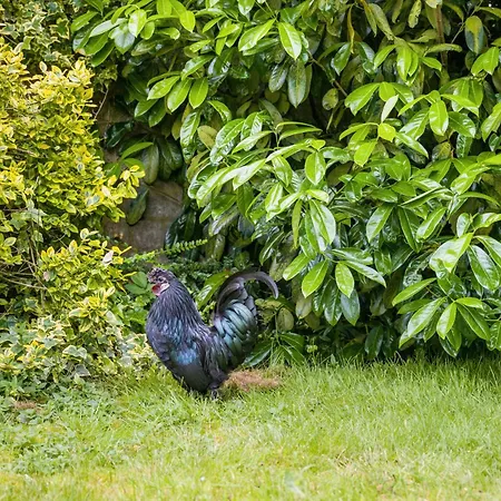 Gaestehaus Ziegler *