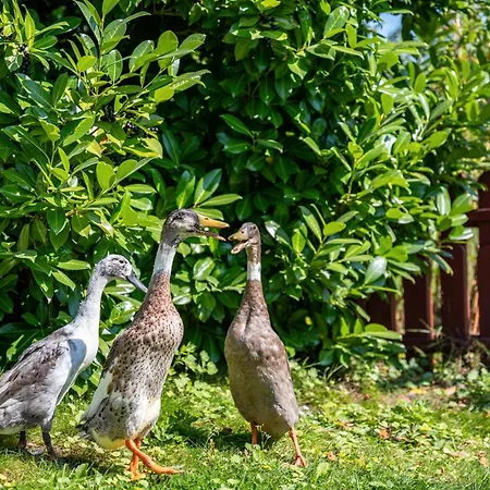 Gaestehaus Ziegler *