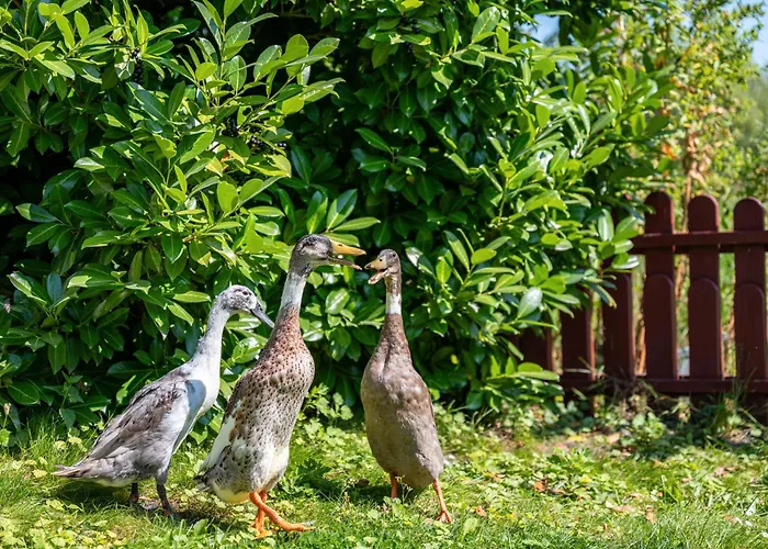 Gaestehaus Ziegler *